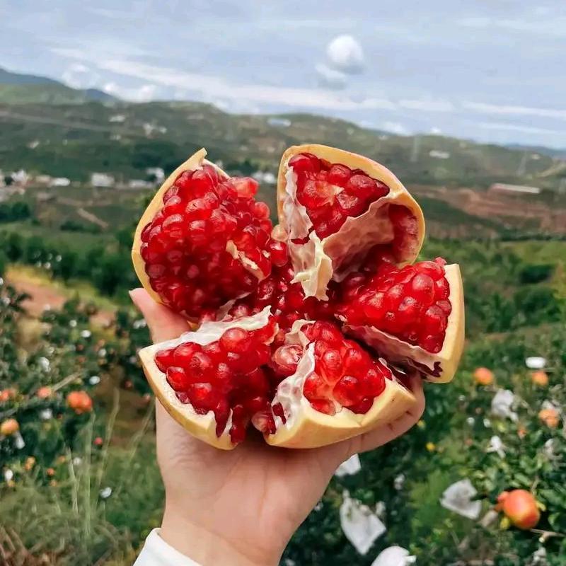 软籽石榴