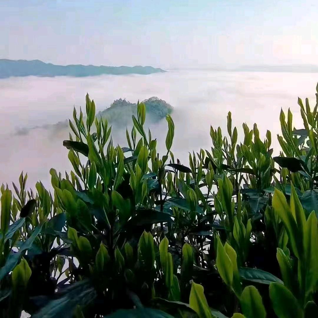 黄山区闲闲茶舍