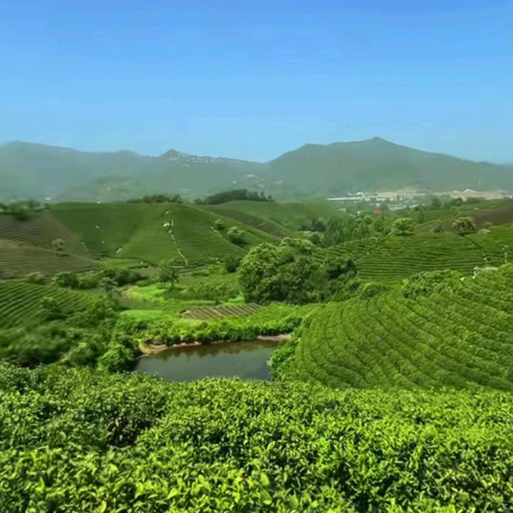 夏花依然