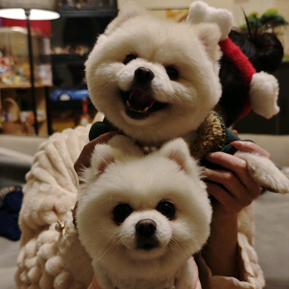 肉丸汤圆包饺子🐶