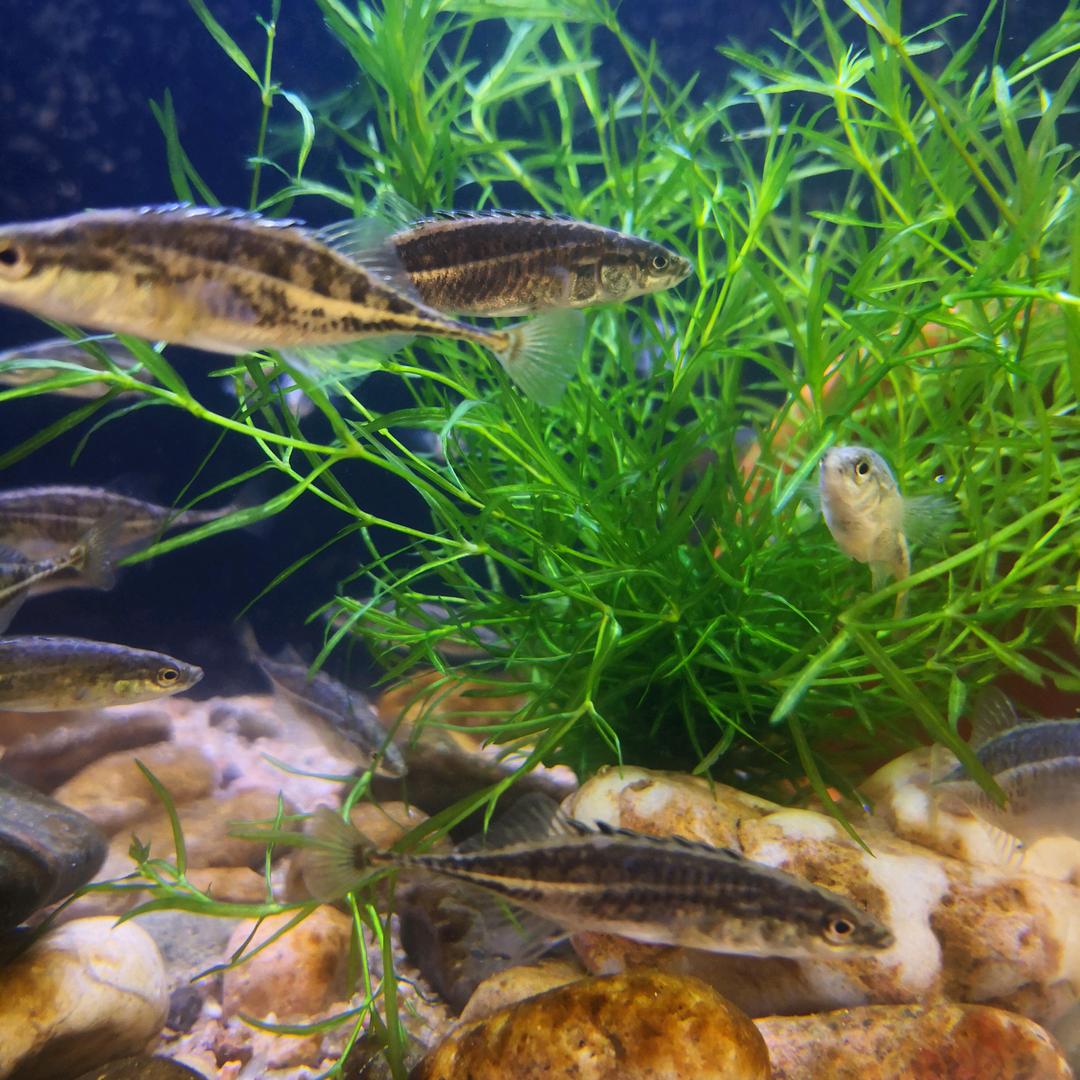 鸭江原生鱼