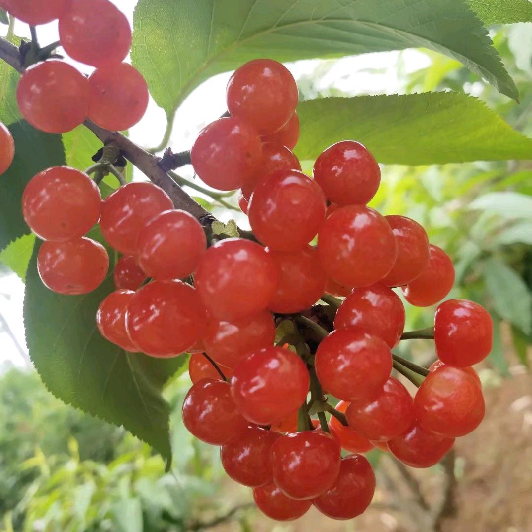 🍒莉莉