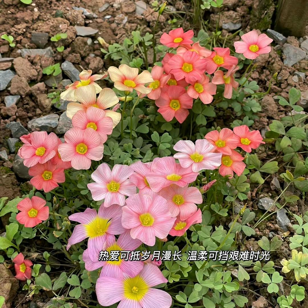 被风吹过的时光