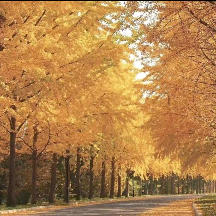 平安幸福健康