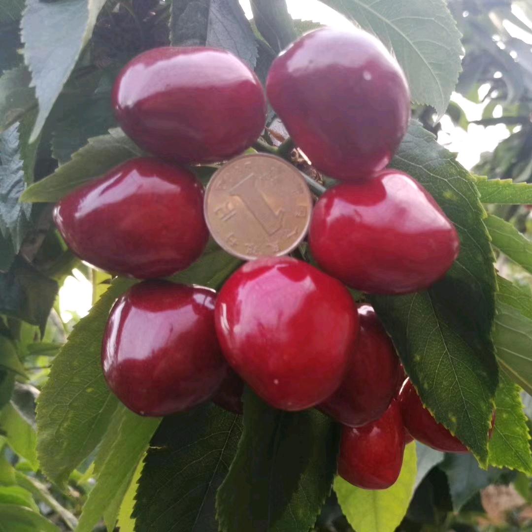 荥阳万山车厘子樱桃园