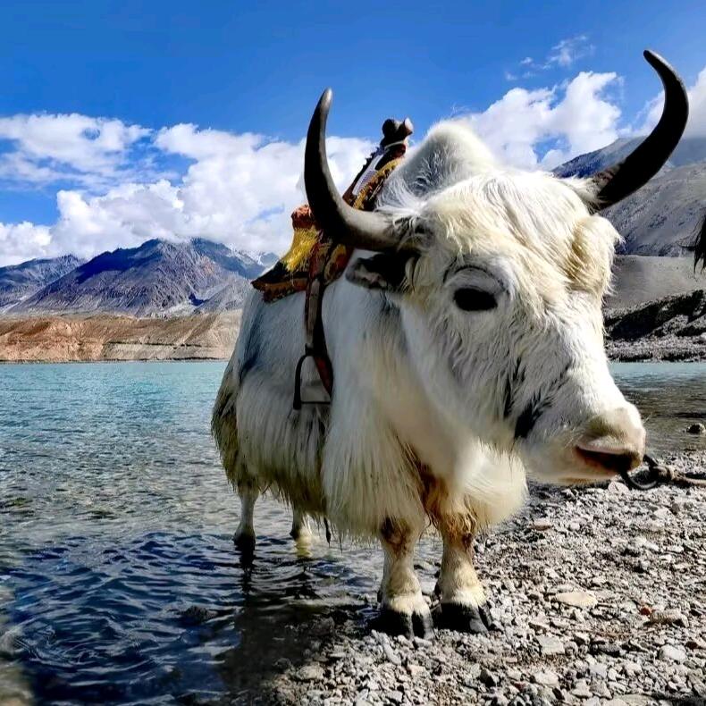 大咚咚纹绣造型师