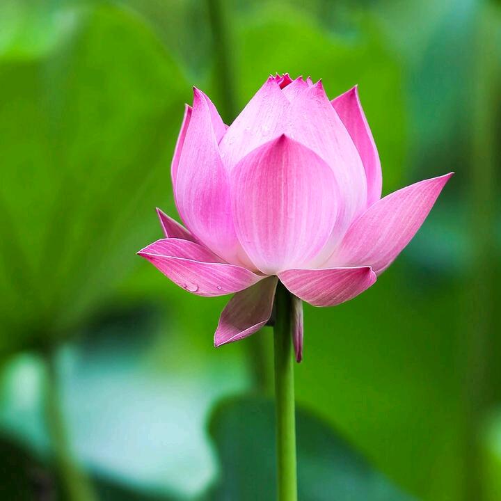 痛苦一生🌾🍃🌴🌺🌷🌹