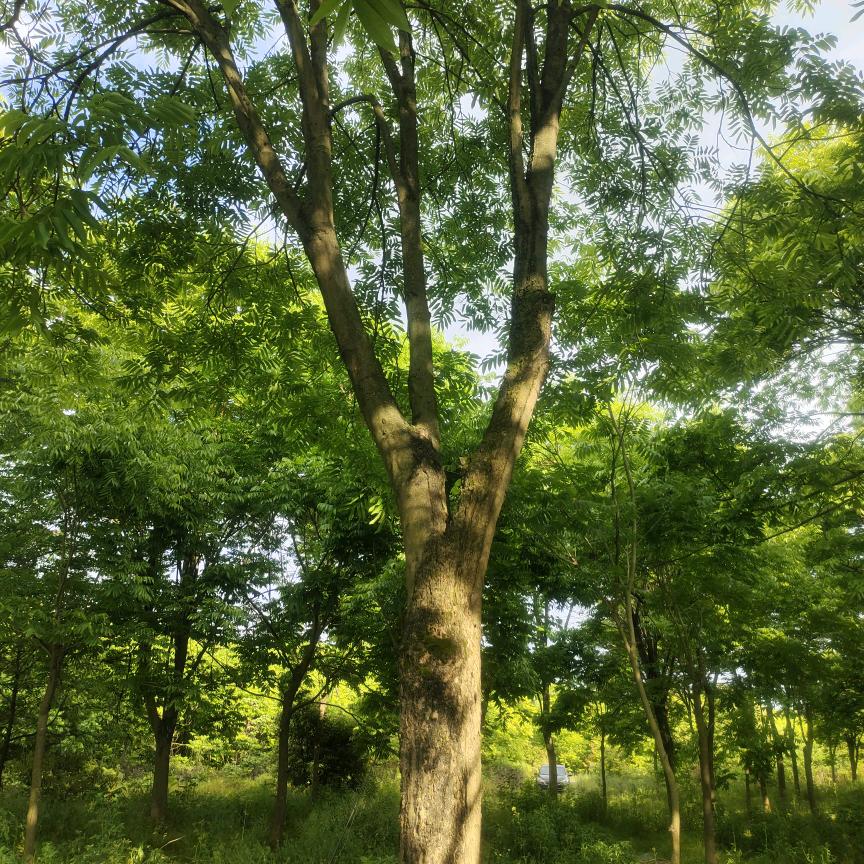 广漂男孩（姜林））