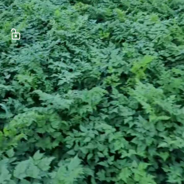 漳县道地滋补农产品严选店