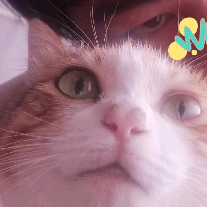 梓弟自闭了