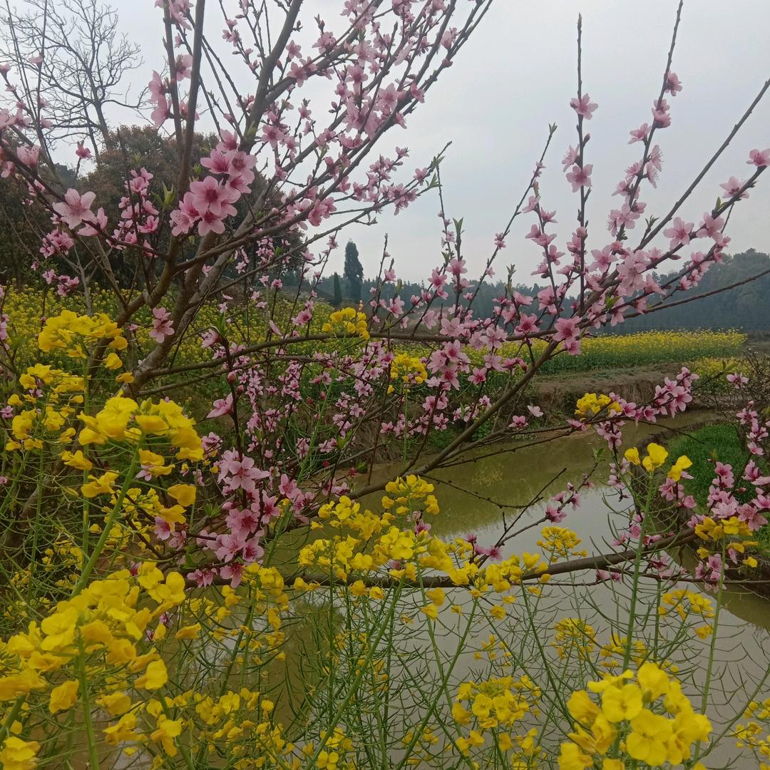 孟柯