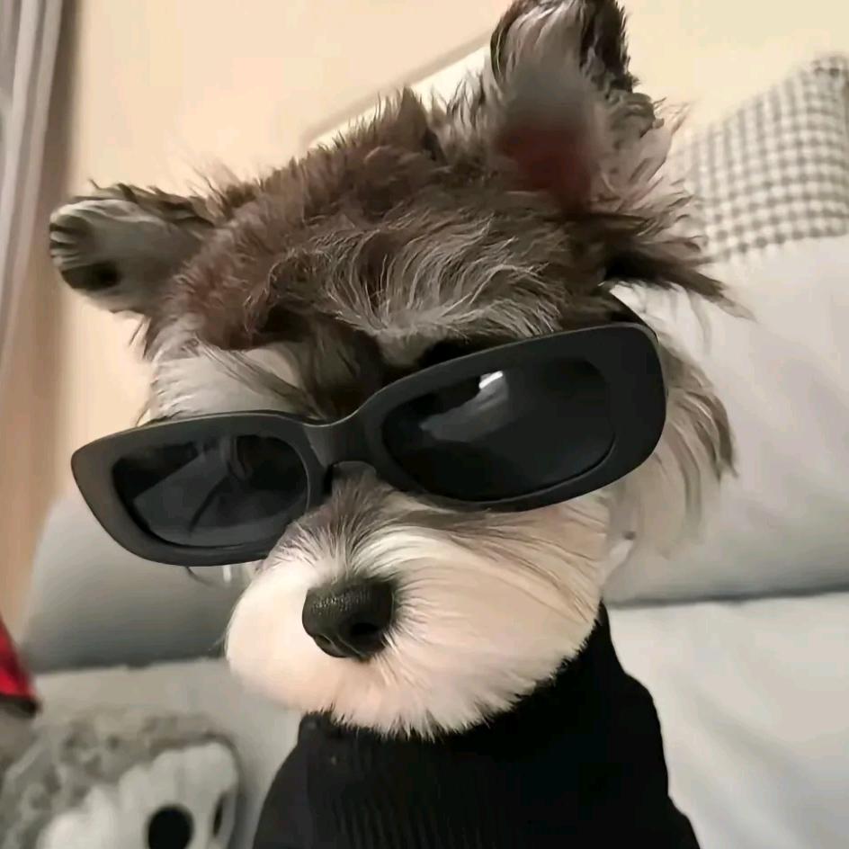 宠物代淘(代淘）