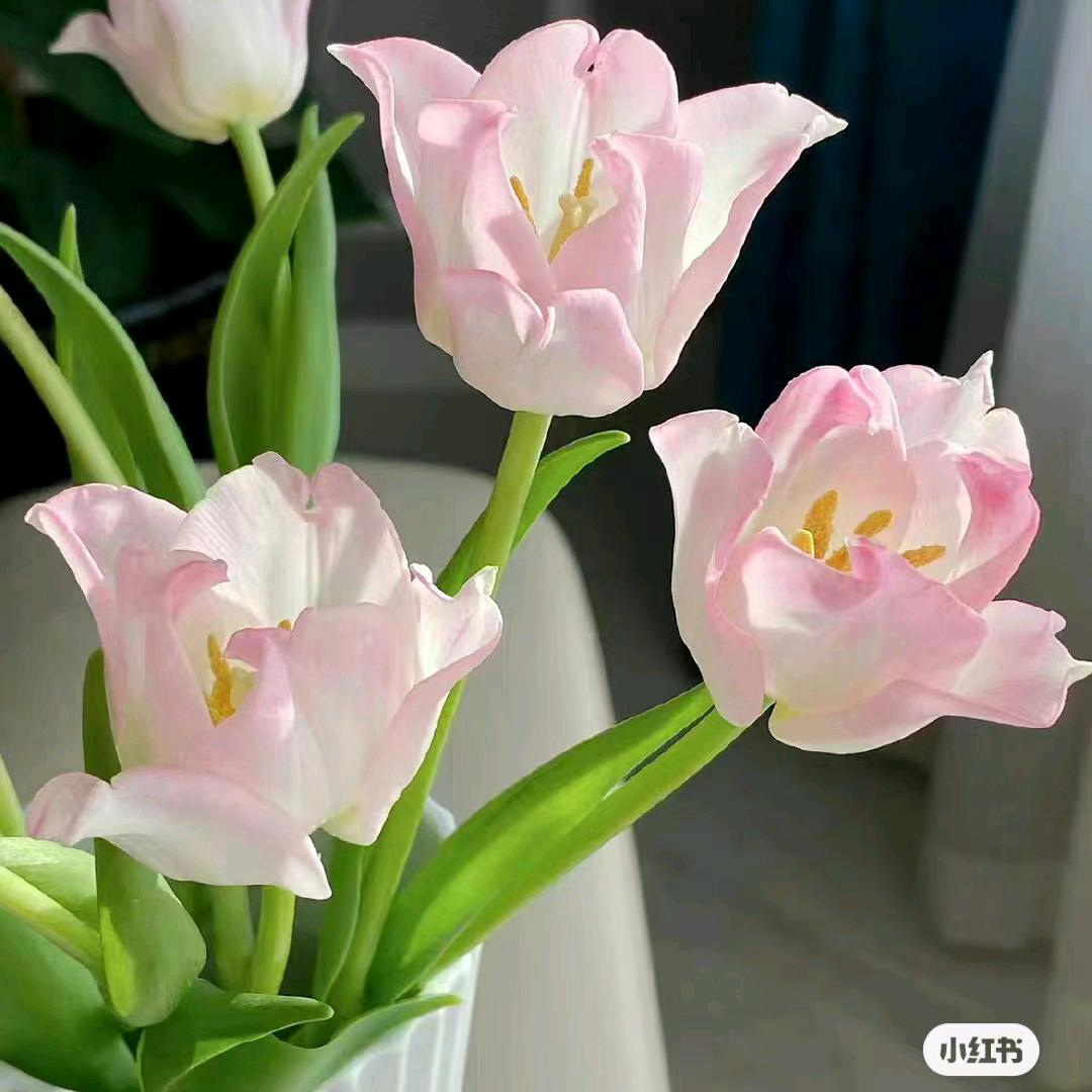 郁金香🌷
