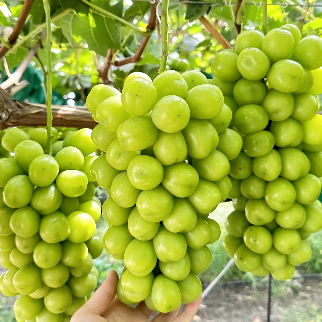 山东 小魏