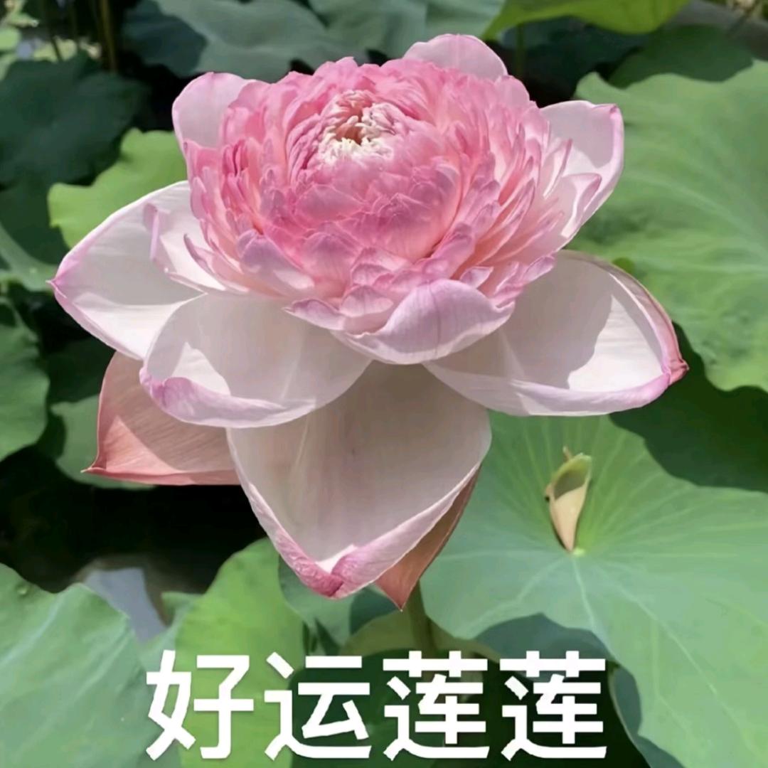 正道的光