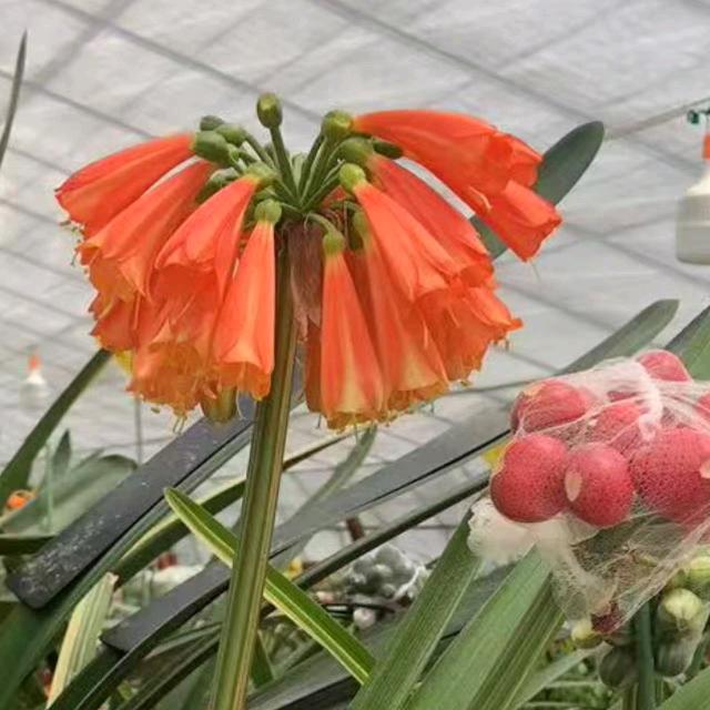 大妹子兰苑