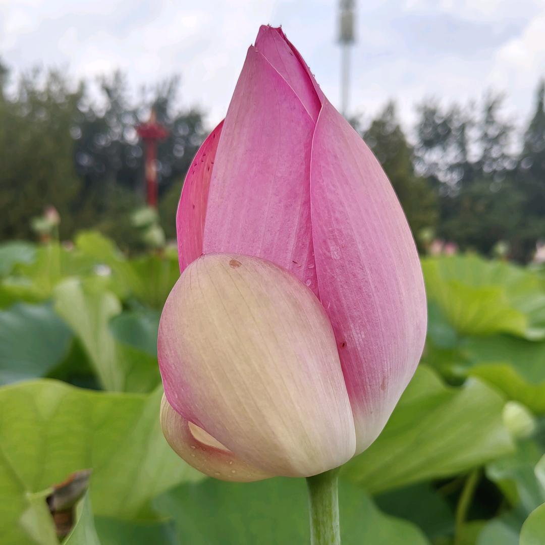 孙晓丽
