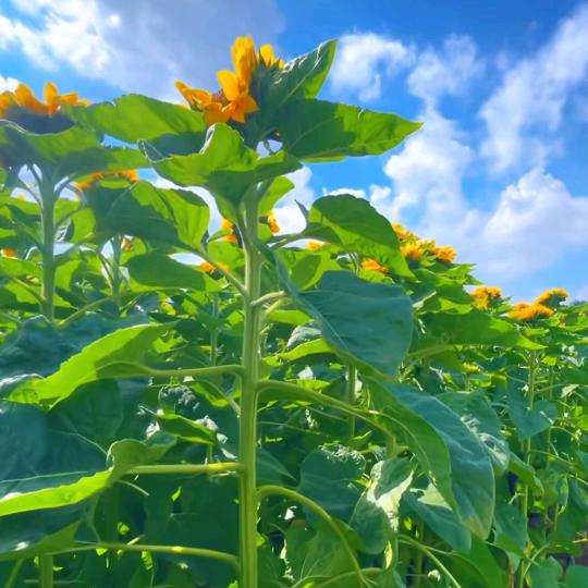 (❁心想事成❁)