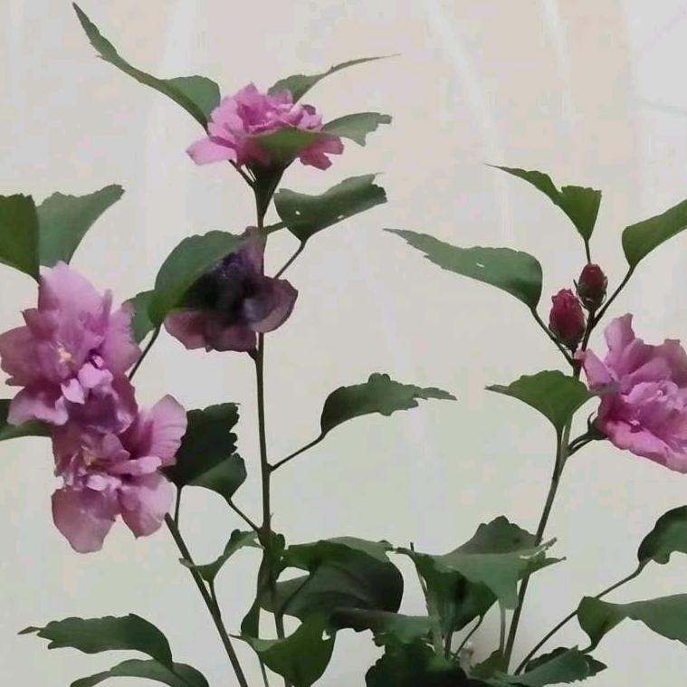 花样园艺天竺葵