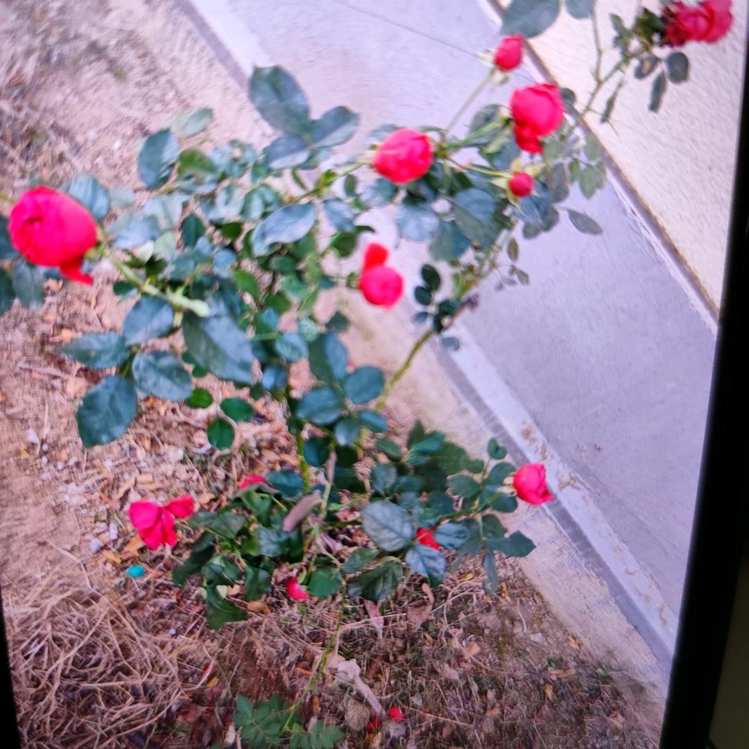 芳姐as