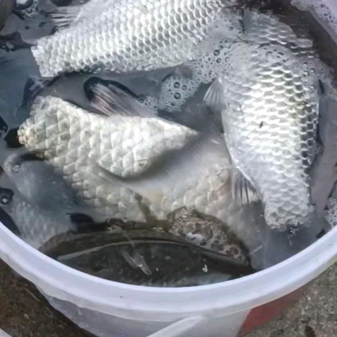 水阳老刘钓场本塘口百亩水面开钓