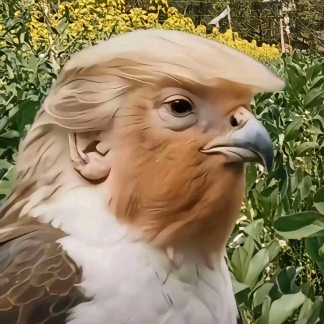 清凉小乖