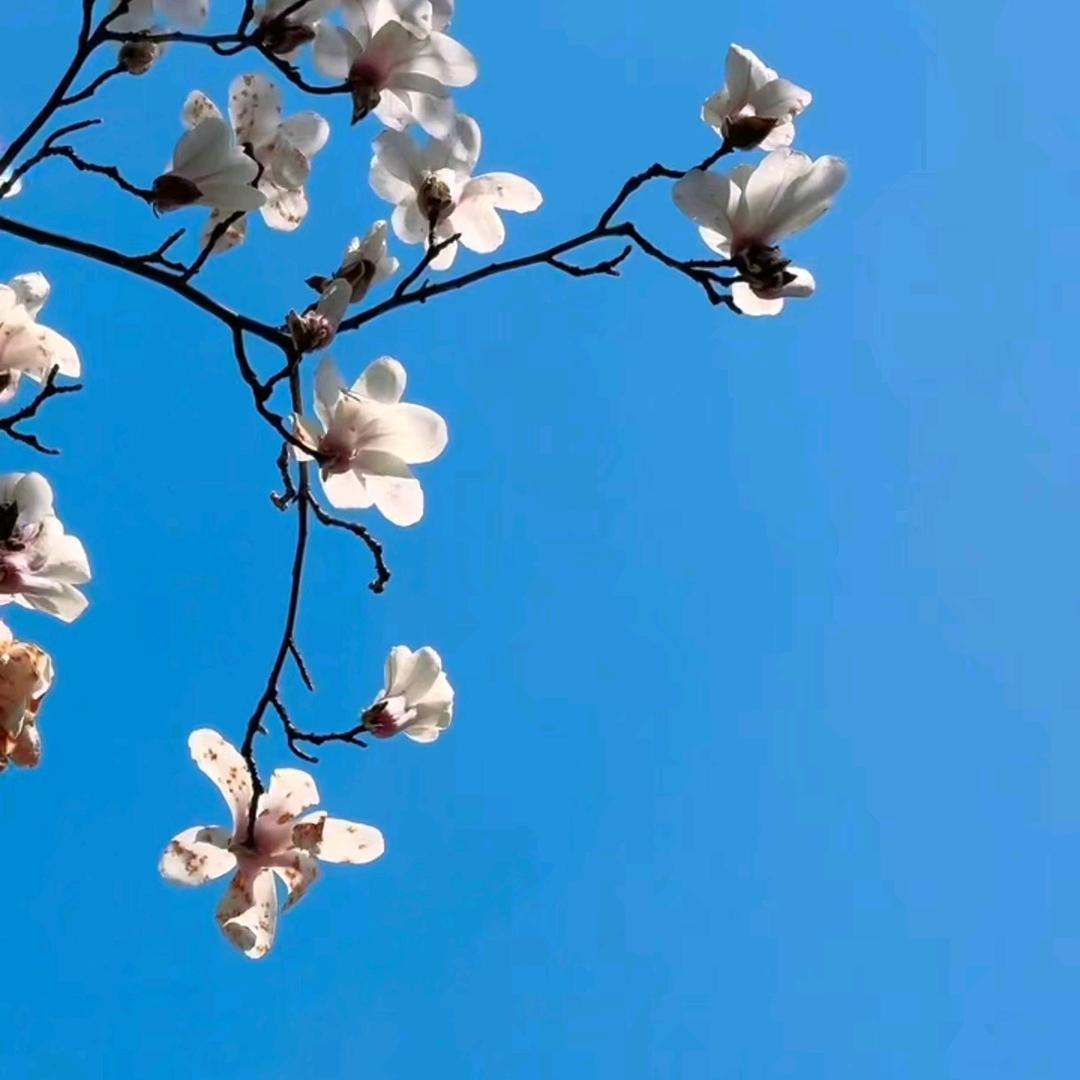 立夏焕沐