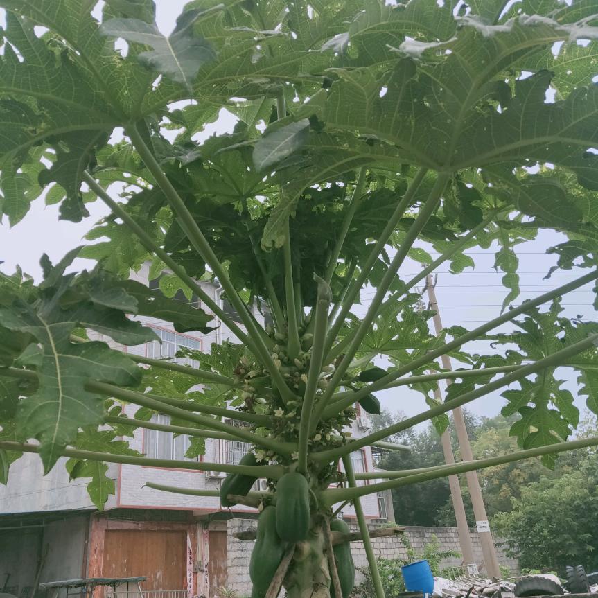 六个核桃