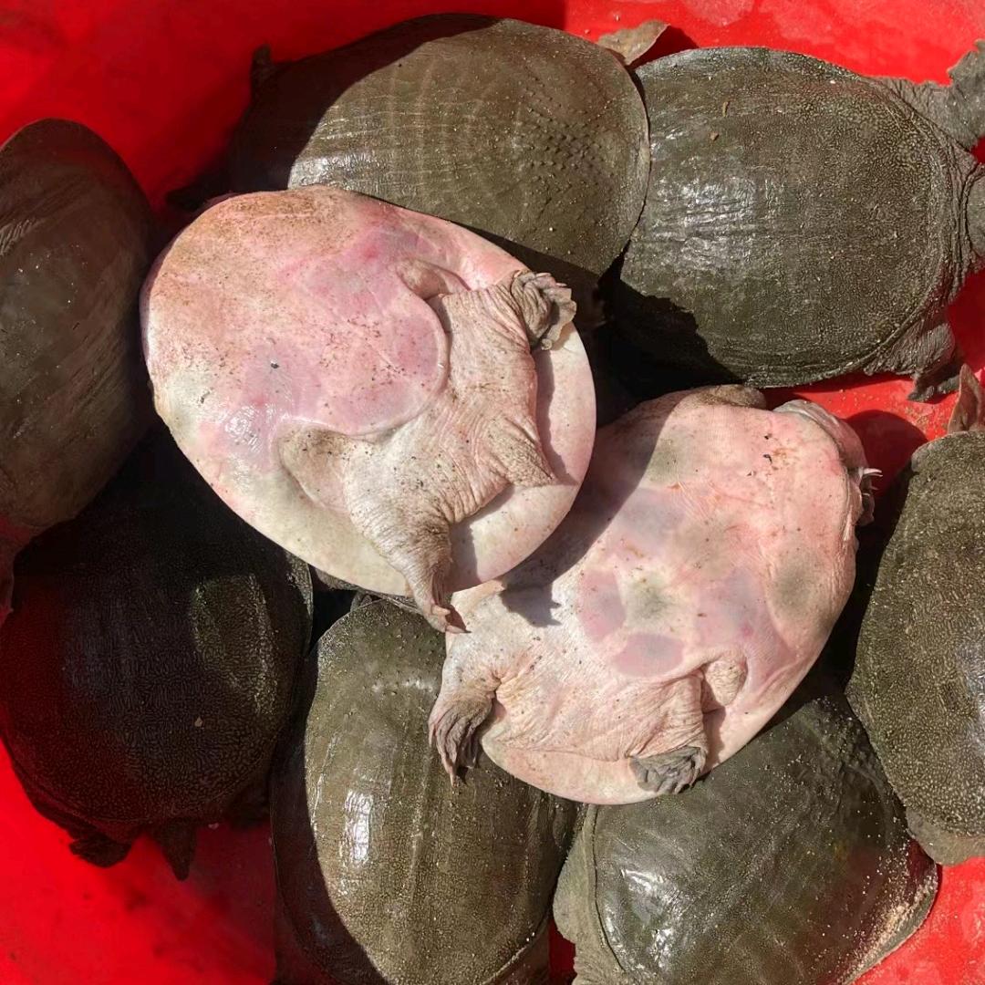 华宇生态甲鱼养殖基地