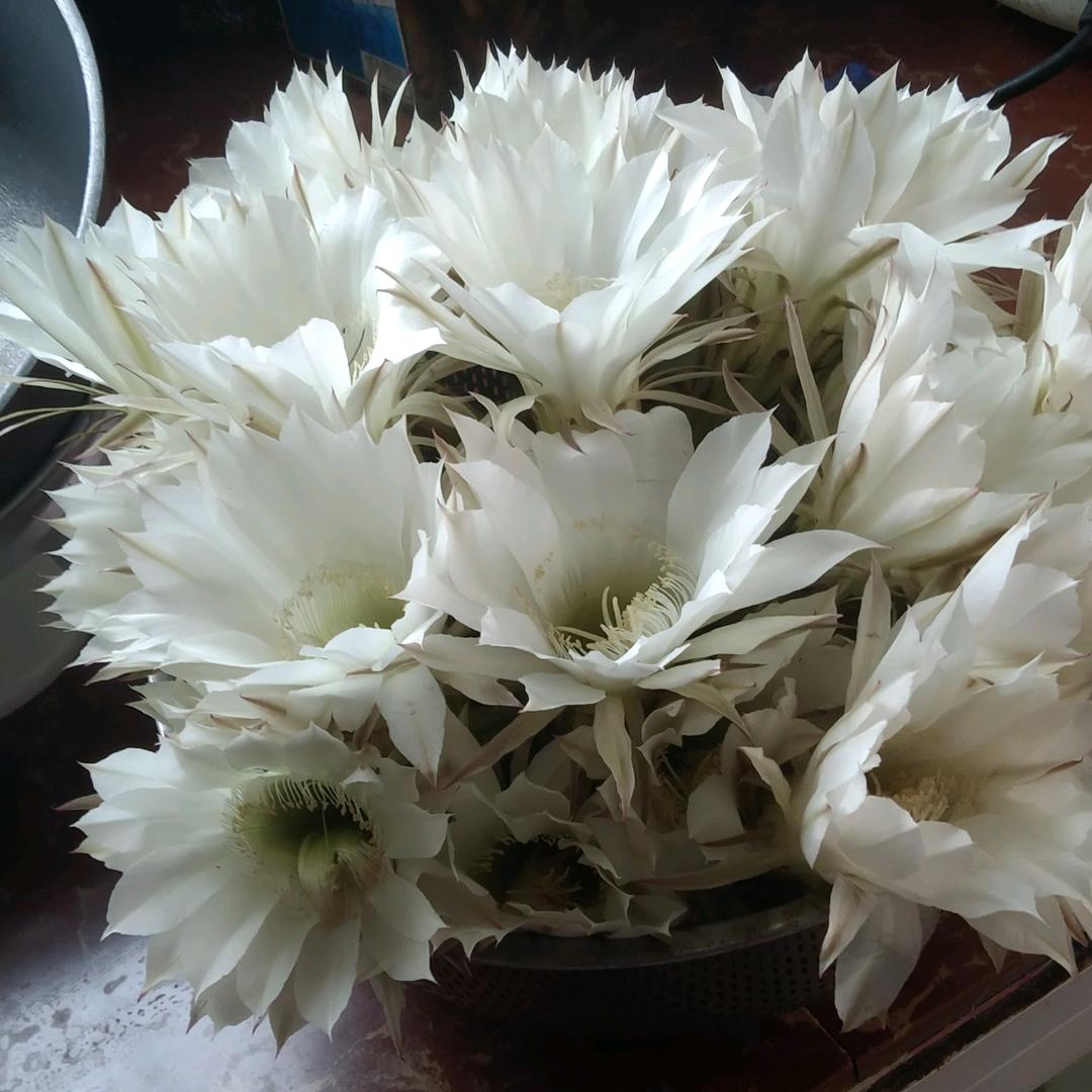 代寺黄四姐音乐队