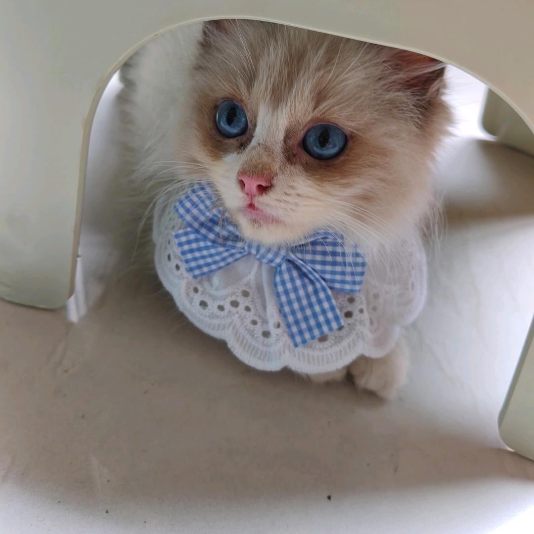 叁壹（布偶猫）