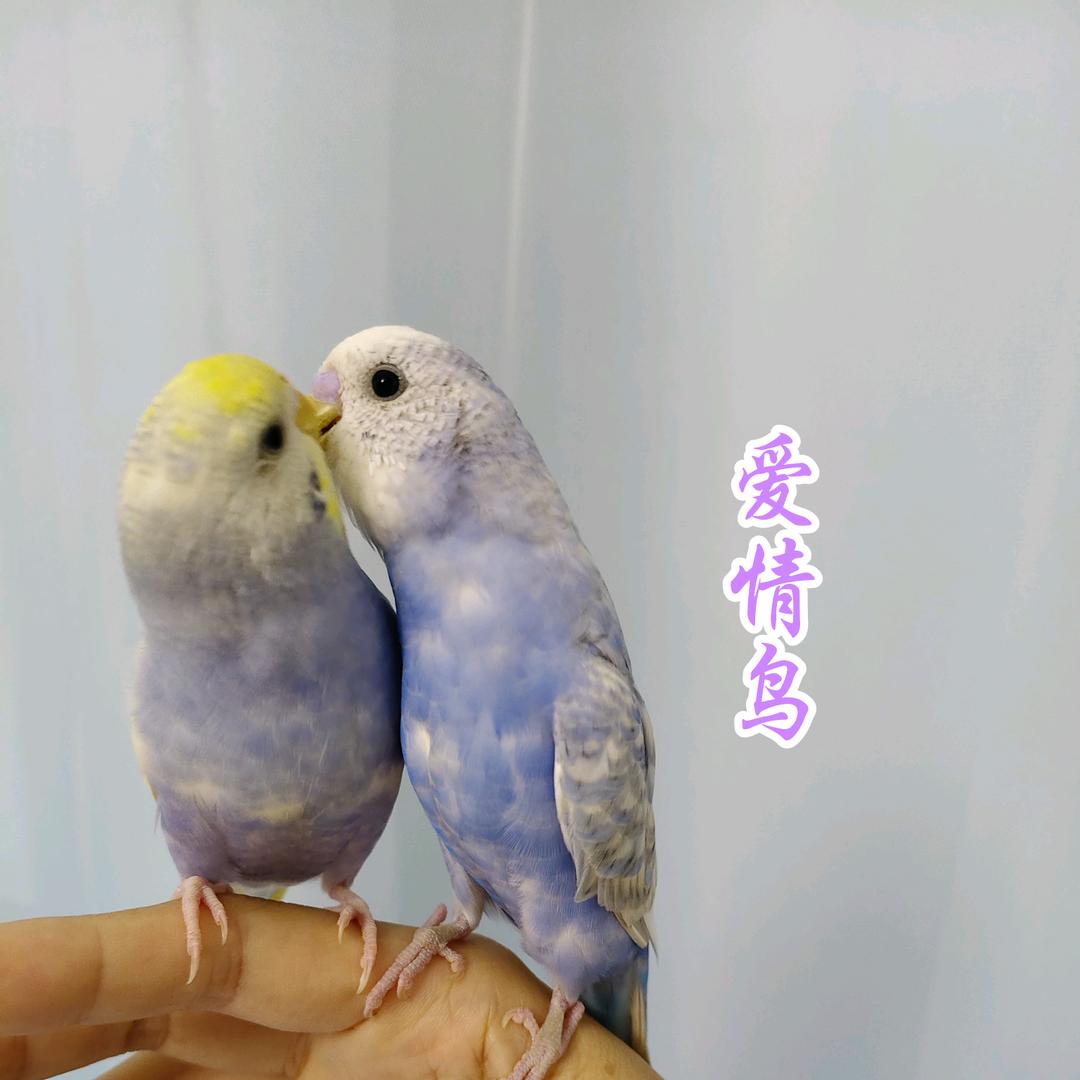 家有儿女和两只小鹦鹉