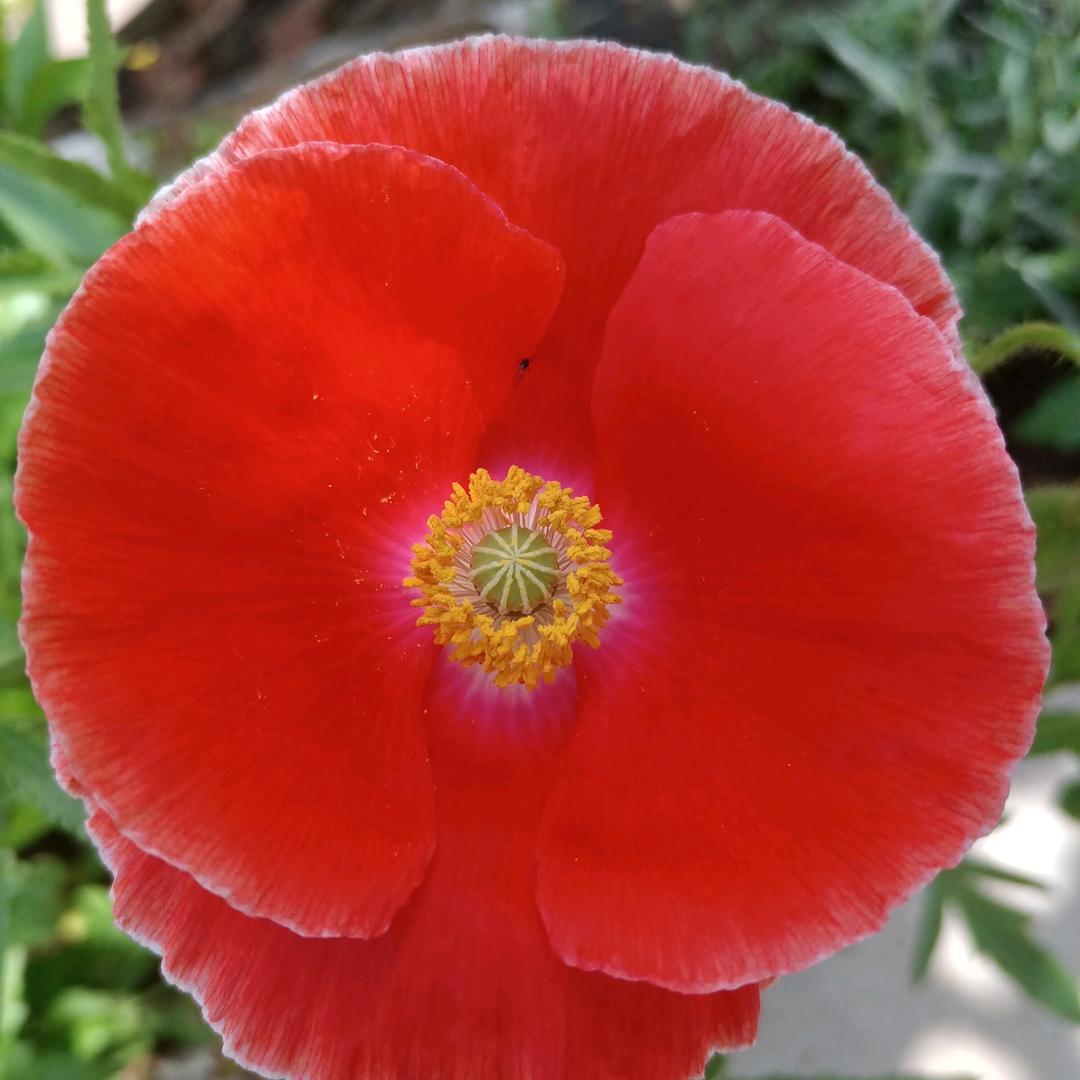 花******