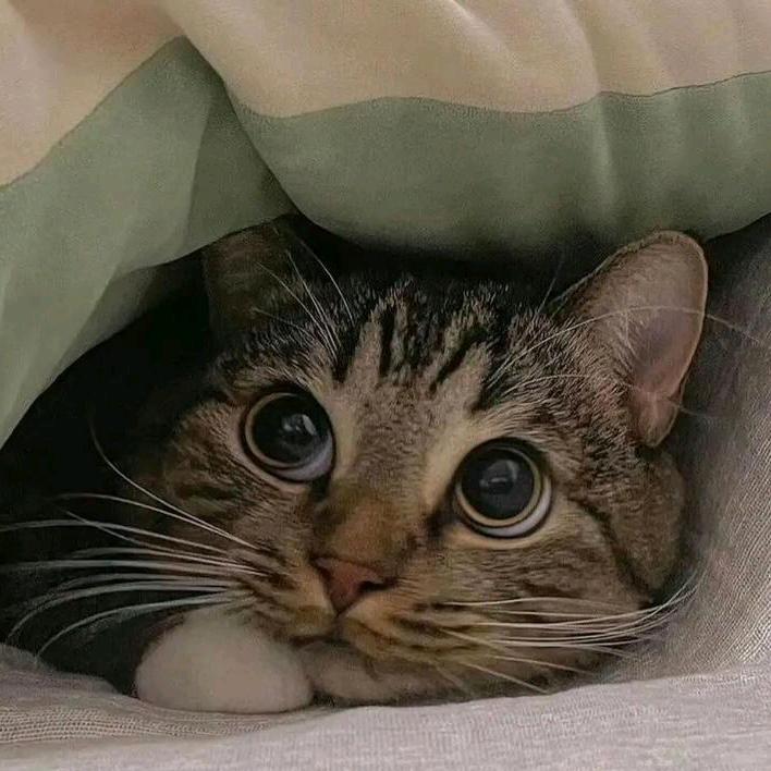 傻呗有多远滚多远