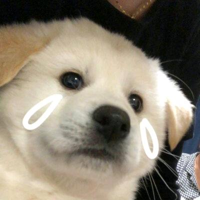 狗丫