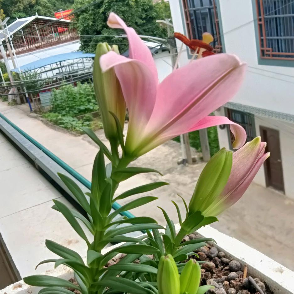 彩连•百坭鸭寨夫人