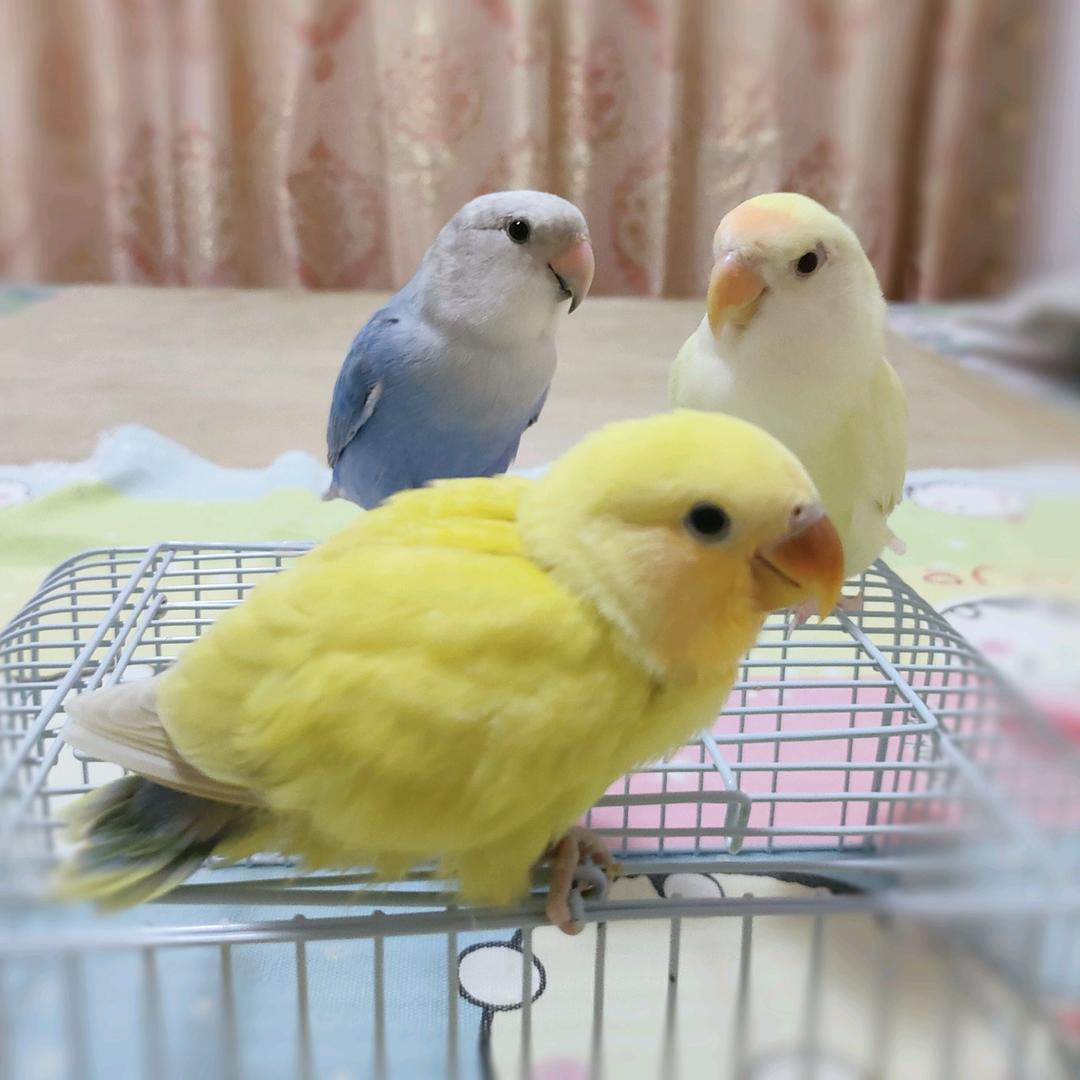 小红帽🦜❤️