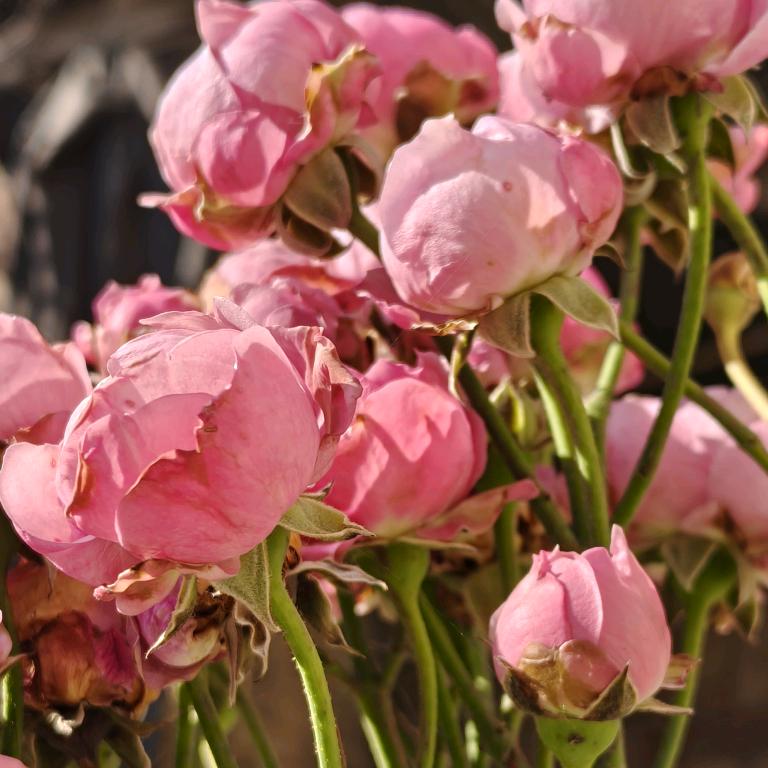 柳暗花明又一村