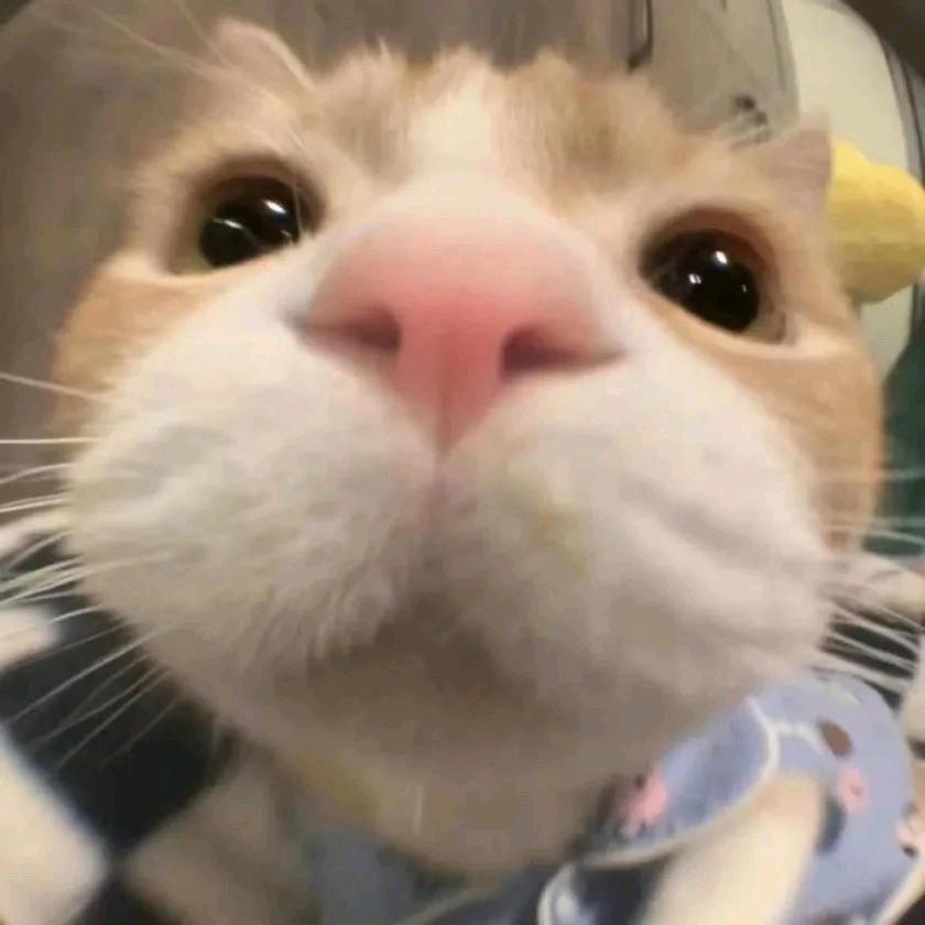 小怡tt