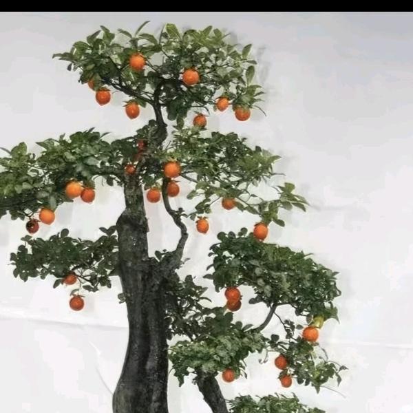 军军金弹子（猜桩）