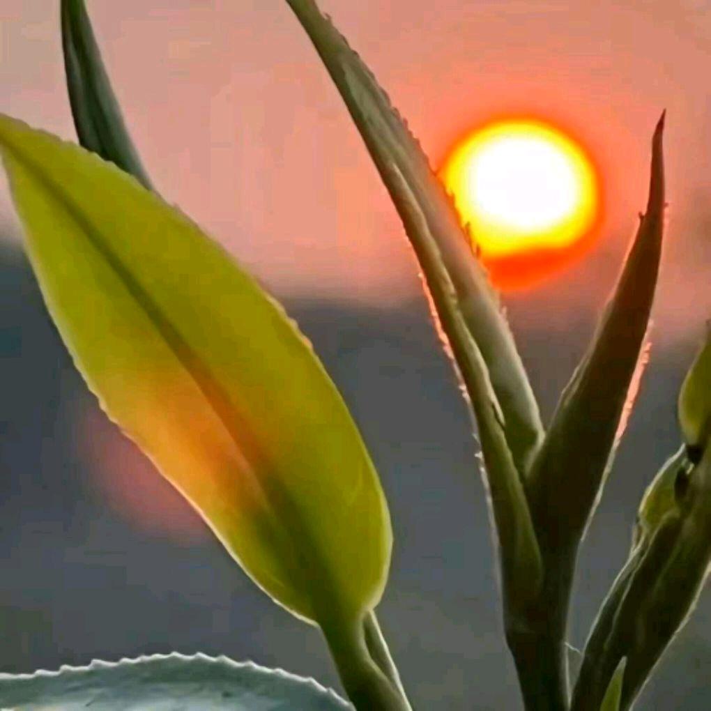 有你真好，有你真好