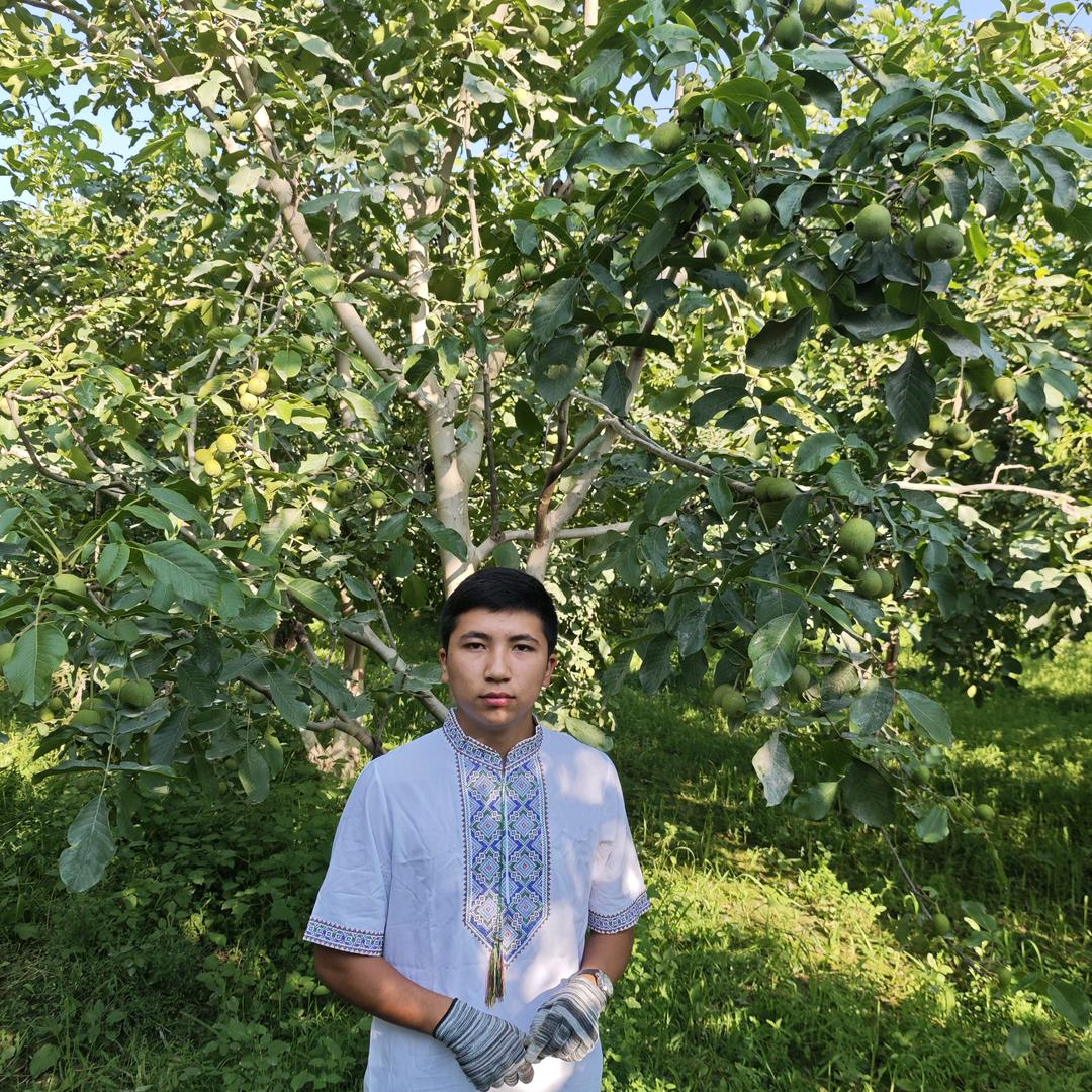 新疆阿克苏185纸皮核桃·助农1号