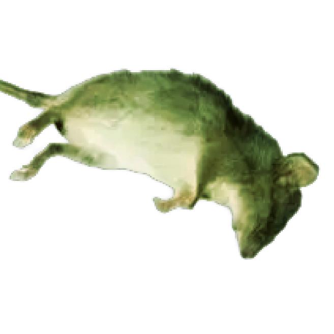 竹烩重生之绝望的发霉老鼠