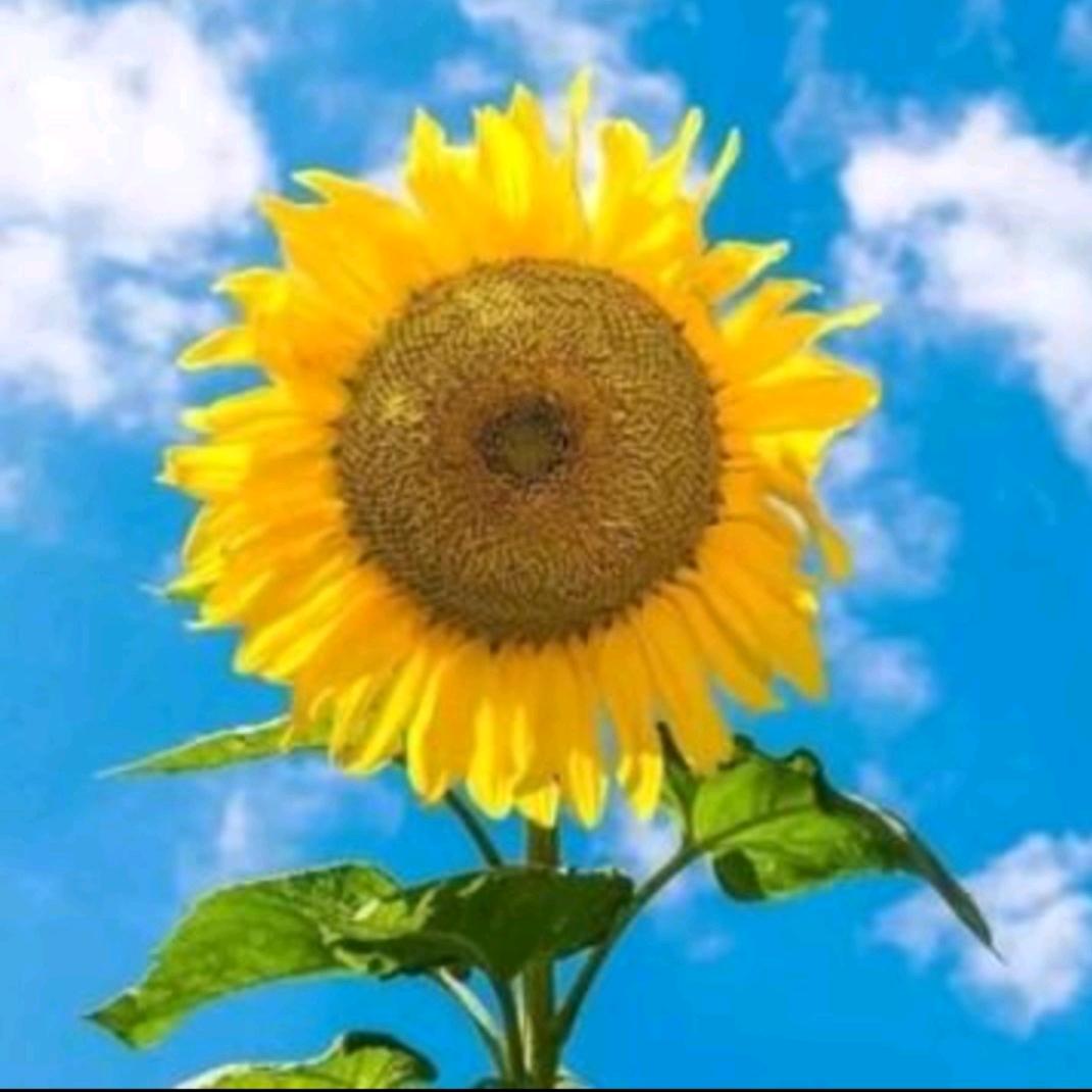 明天会更好🌻