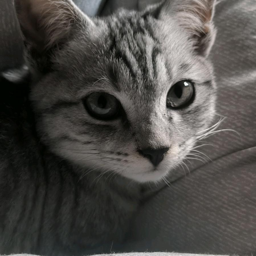 小李的猫
