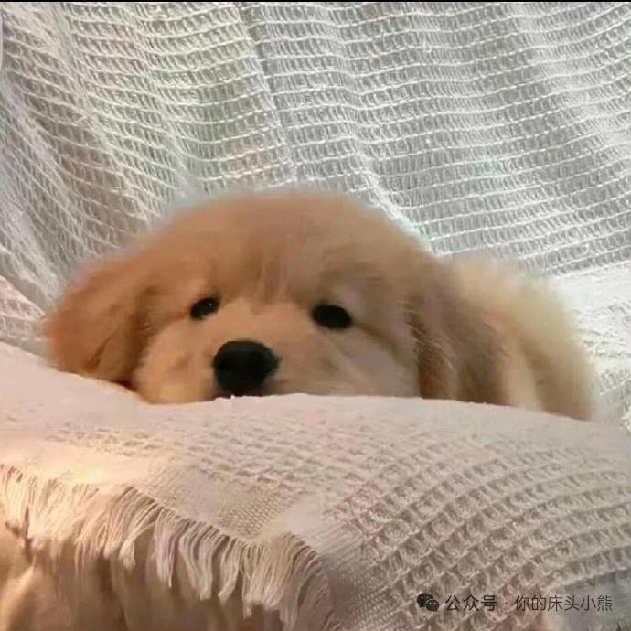 歪脖小羊卷