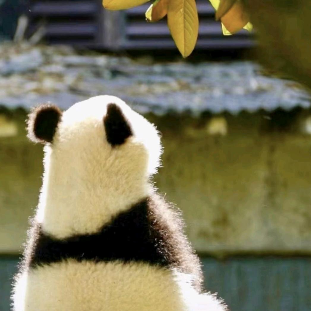 格格音乐🎶