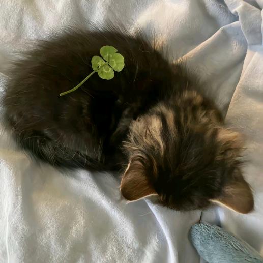 絆 ￴￴ ￴￴ ￴