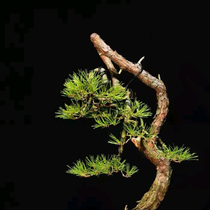 爱养花写字的老头