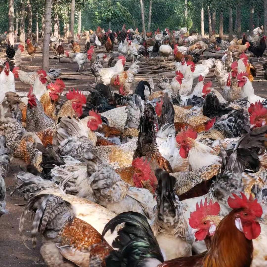 开封市通许县振通柴鸡孵化厂